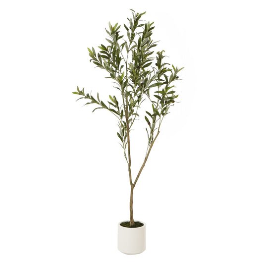 Apulia Olive Tree In White Pot 150Cm image 0