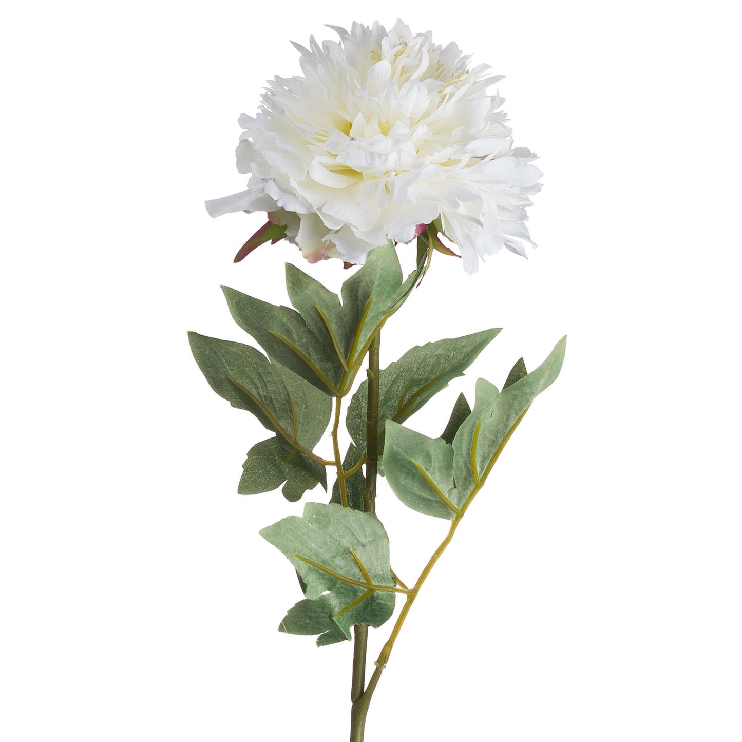 Classic White Peony image 3