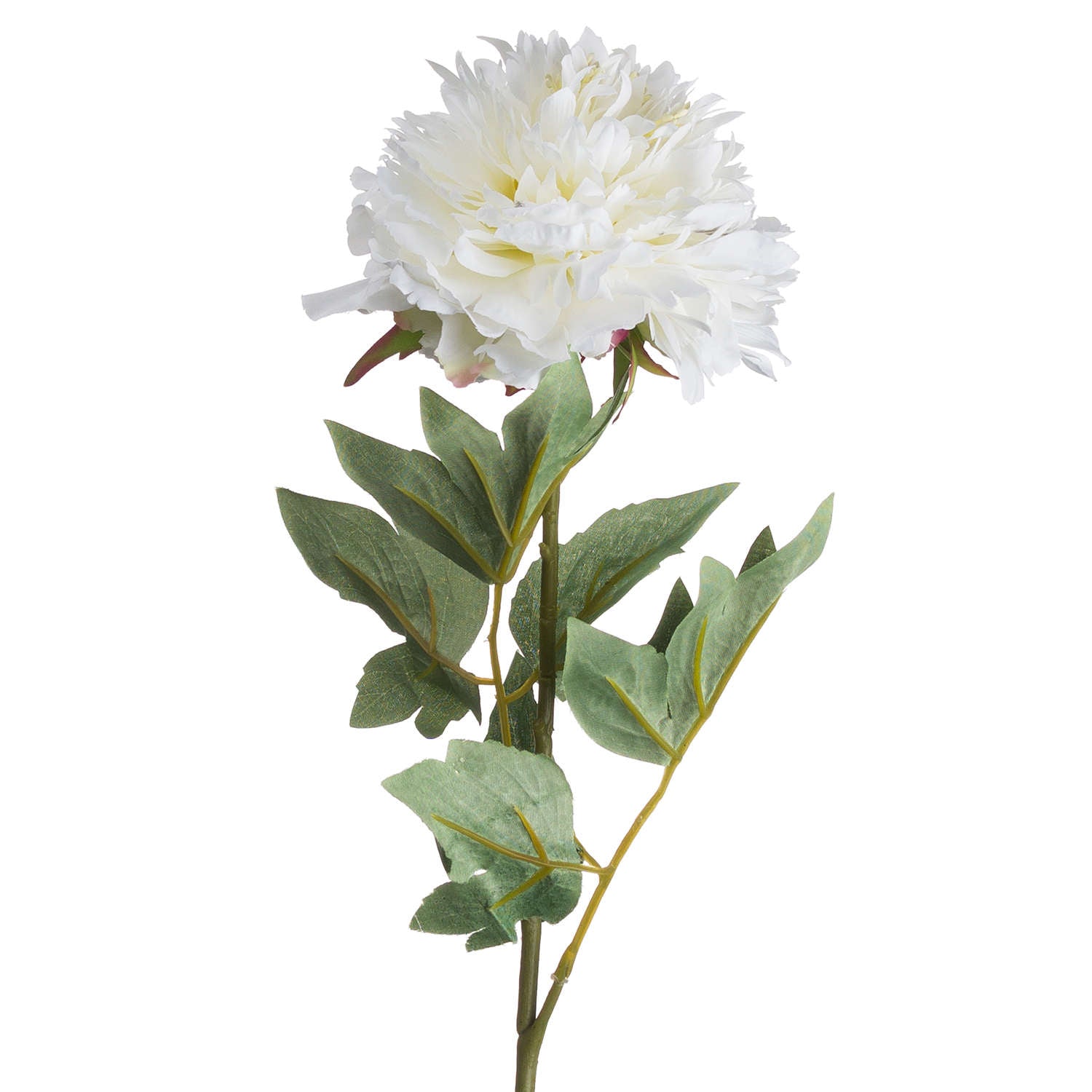 Classic White Peony image 3