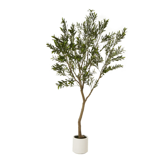 Apulia Olive Tree In White Pot 240Cm image 0
