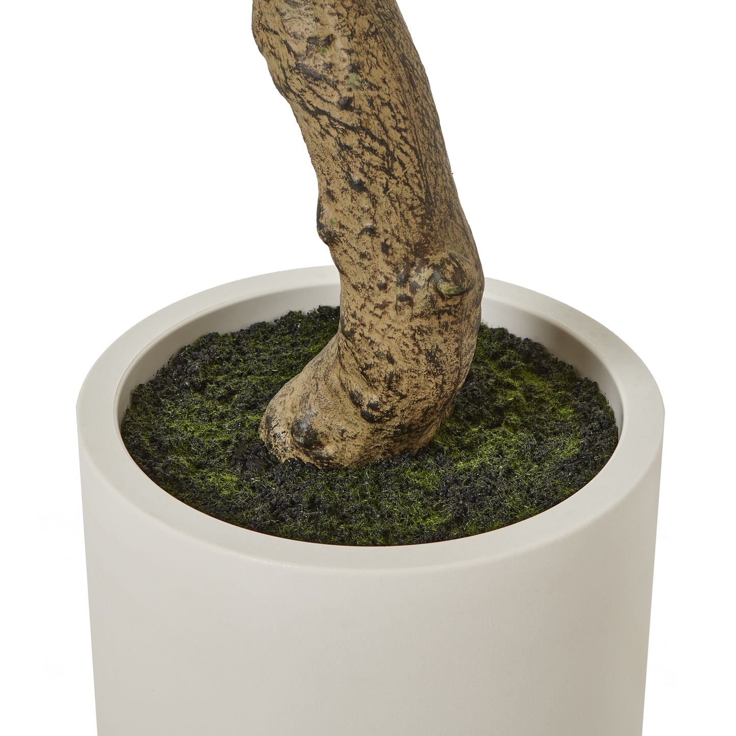 Apulia Olive Tree In White Pot 200Cm image 3
