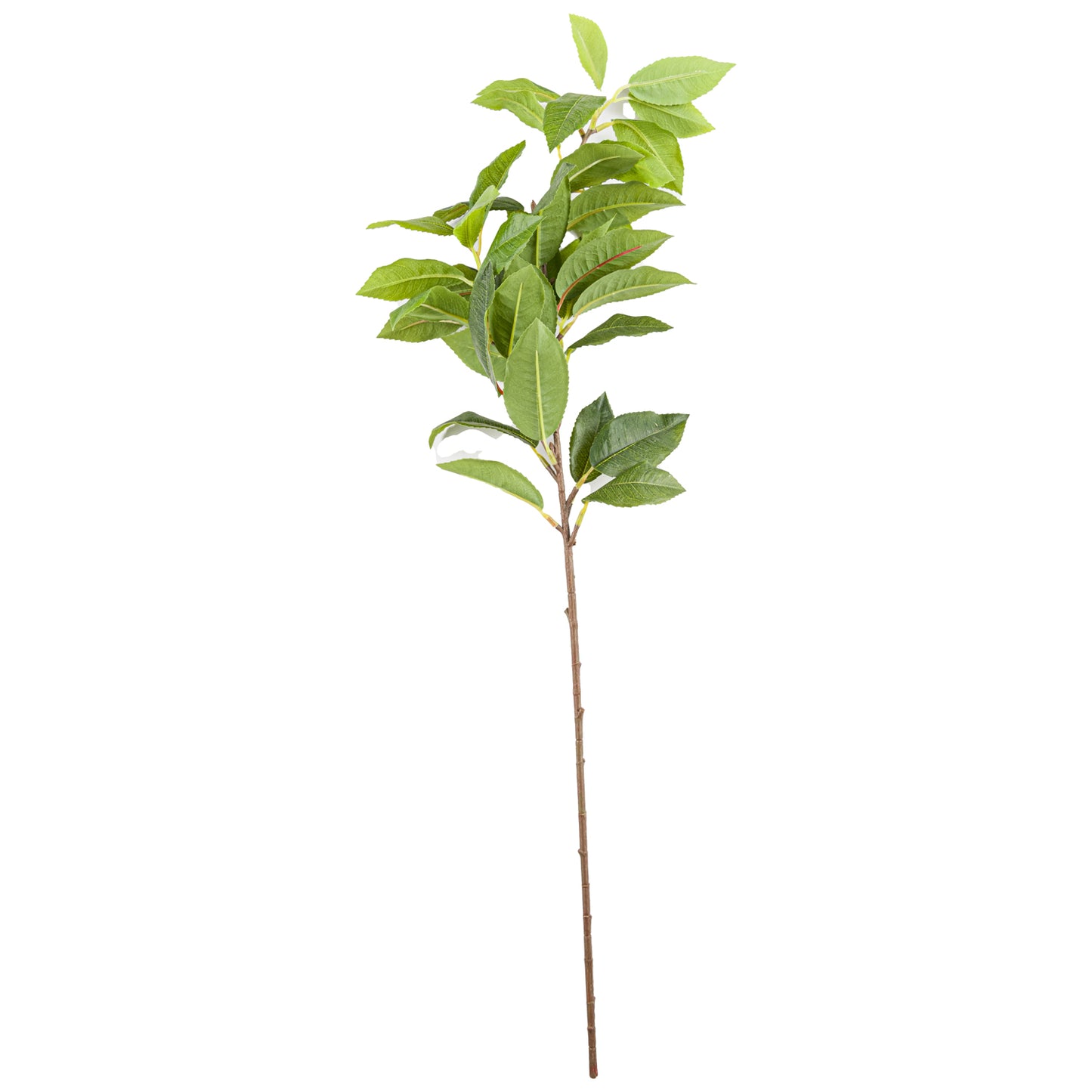 Laurel Leaf Spray image 0