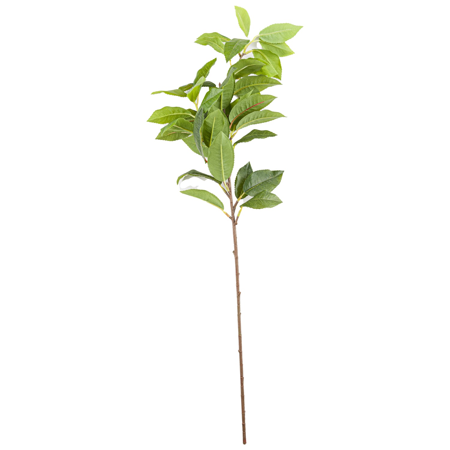 Laurel Leaf Spray image 0