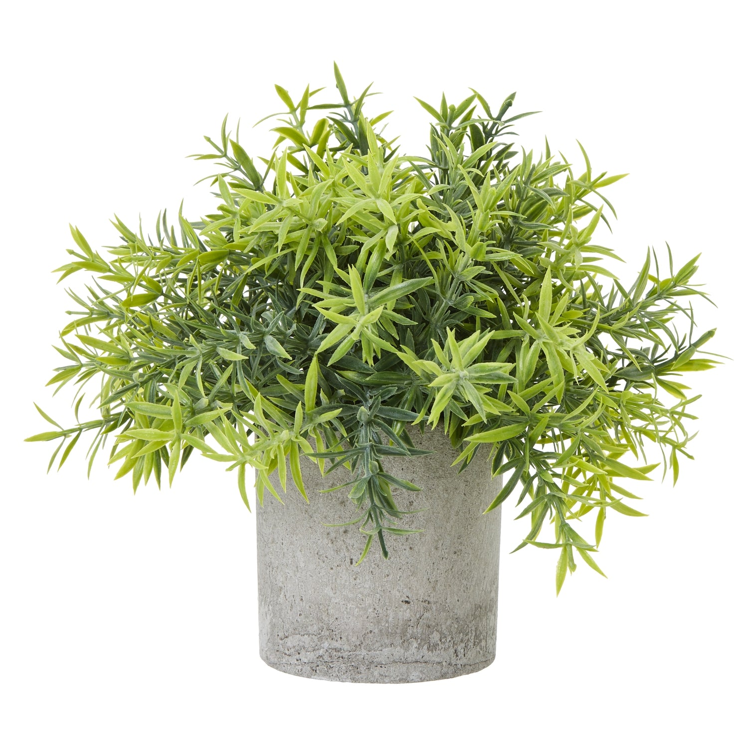 Small Bamboo Plant In Grey Pot image 0