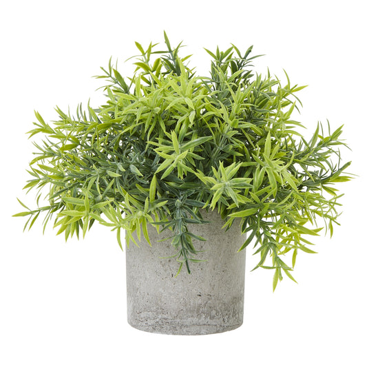 Small Bamboo Plant In Grey Pot image 0