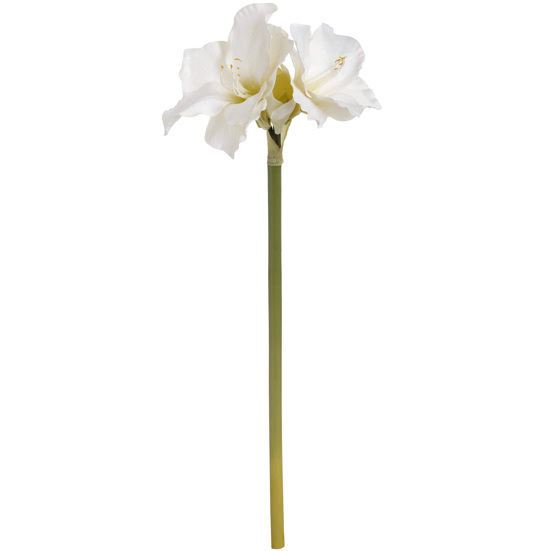 Classic White Amaryllis Flower image 3