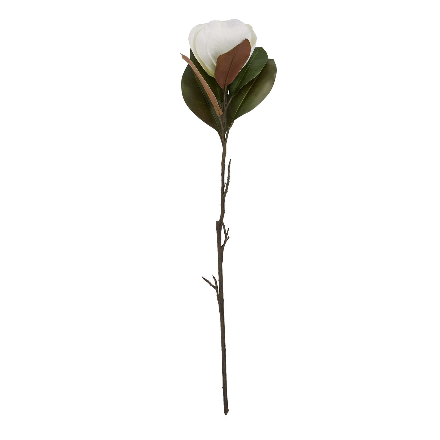 White Magnolia Stem image 3