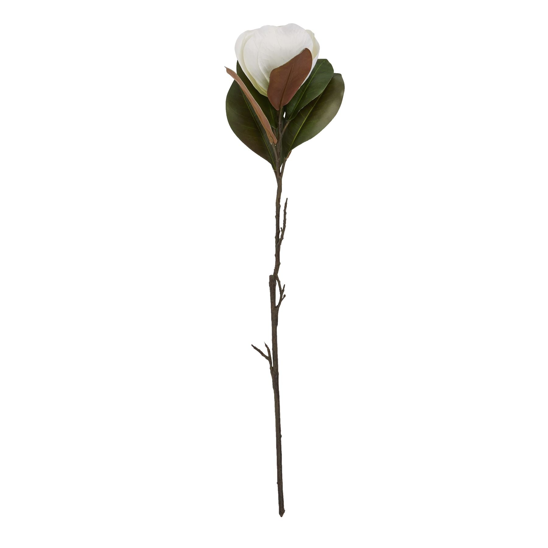 White Magnolia Stem image 3