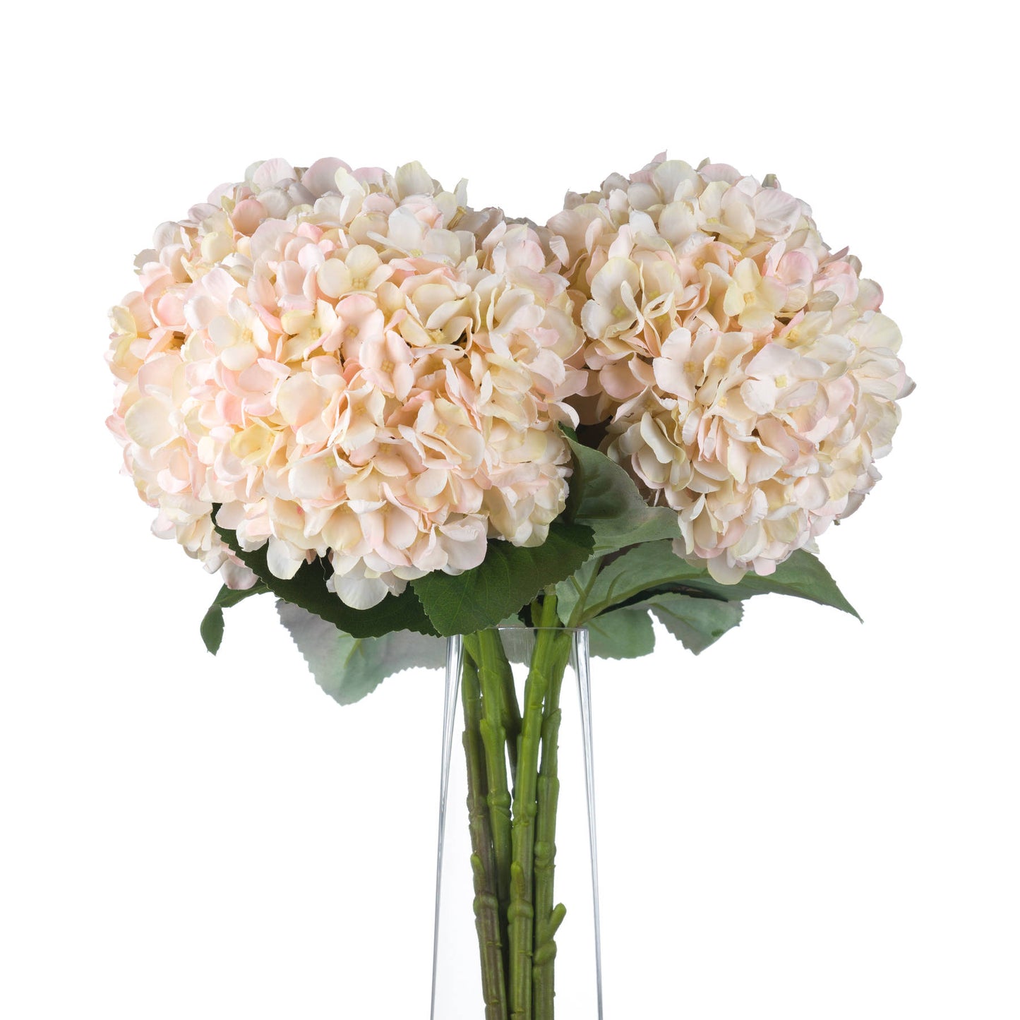 Bouquet of light pink flowers with green stems on a white background