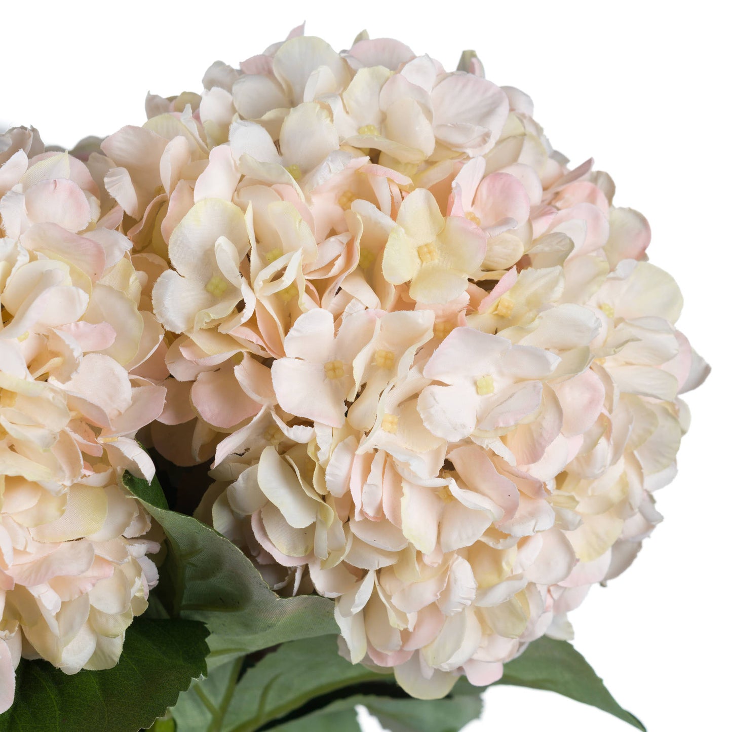 Bouquet of light pink and white hydrangeas with green leaves on a white background