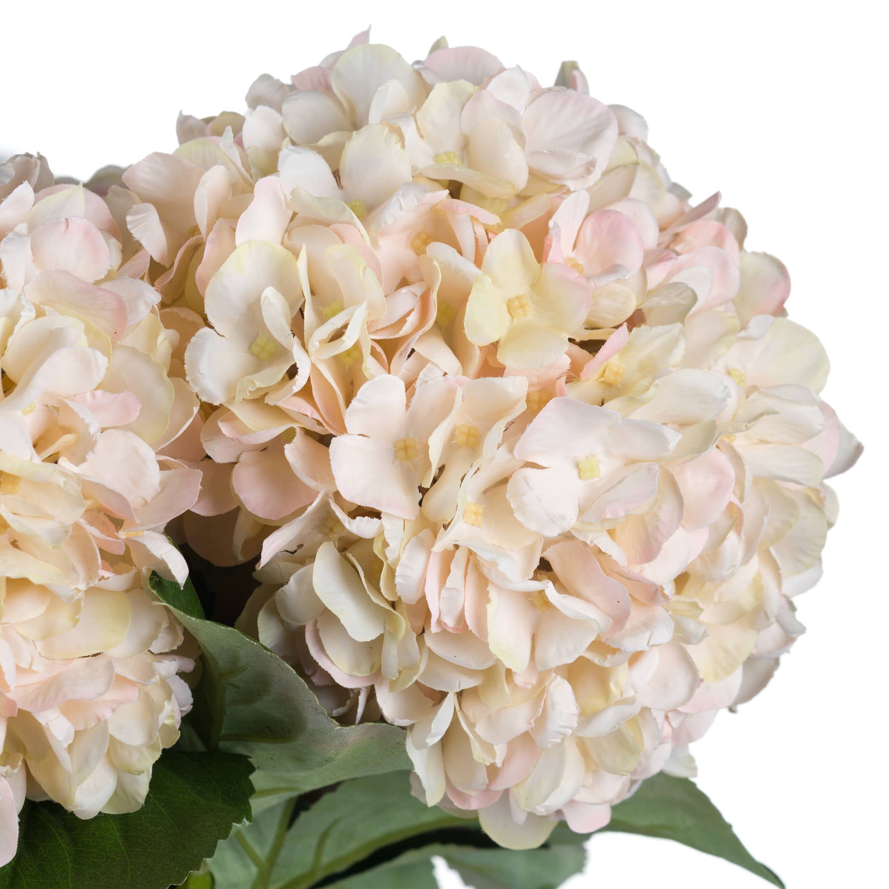 Bouquet of light pink and white hydrangeas with green leaves on a white background