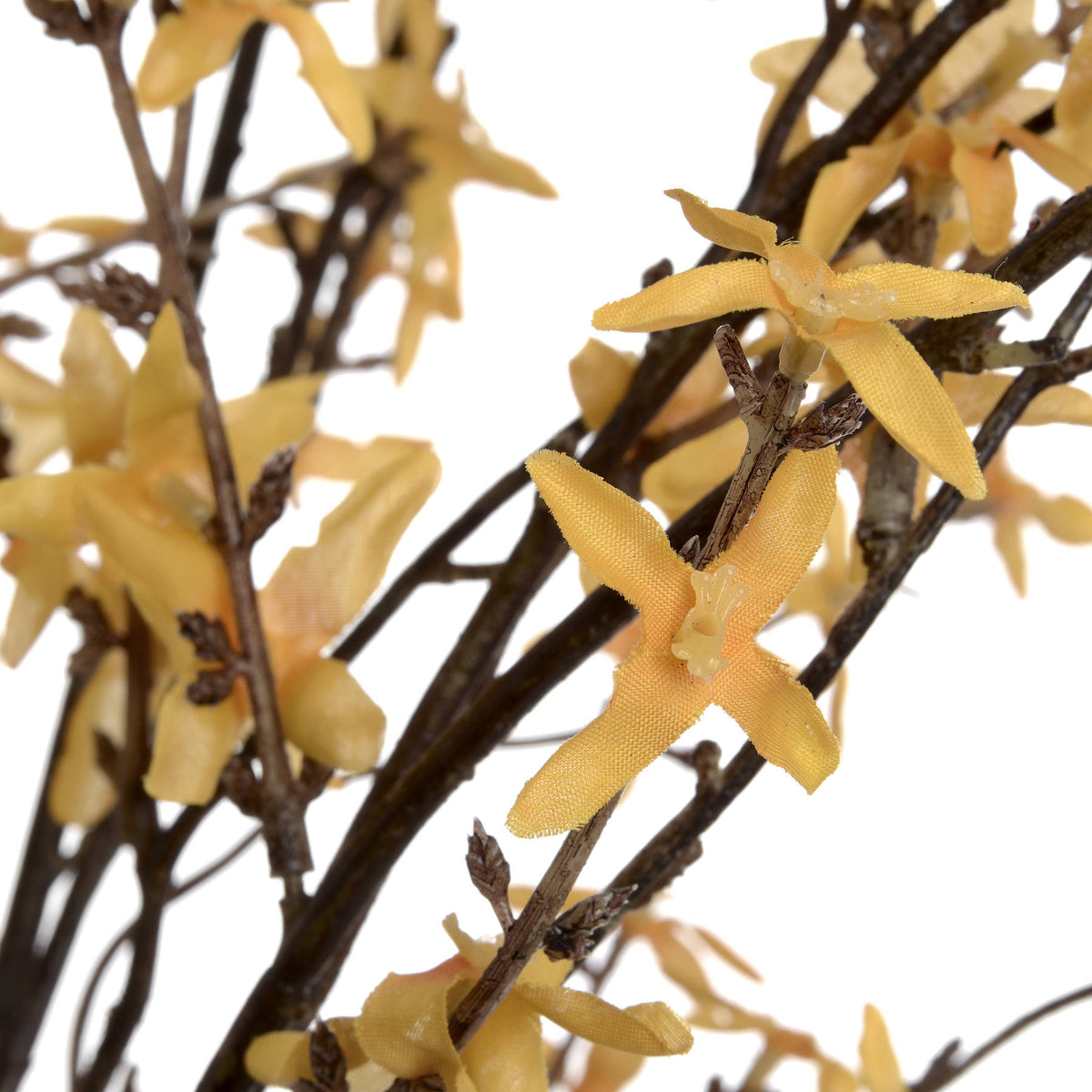 Close-up of yellow flowers on a branch with a white background