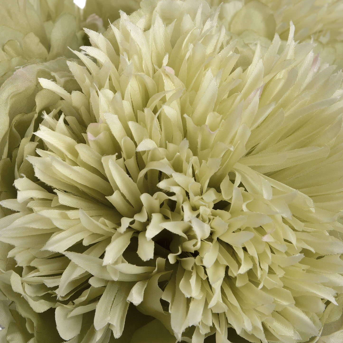Close-up of a light green peony flower with detailed petals.