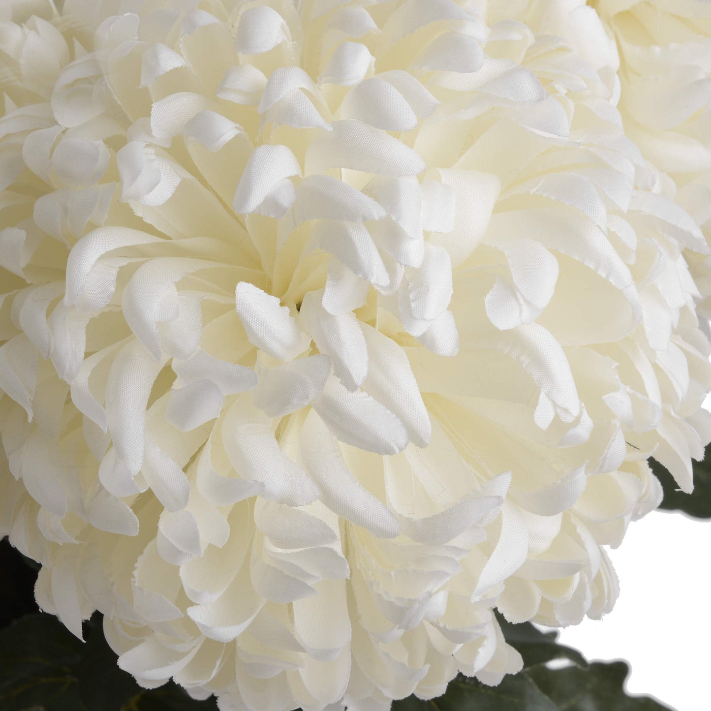 Close-up of a white flower with a soft focus background
