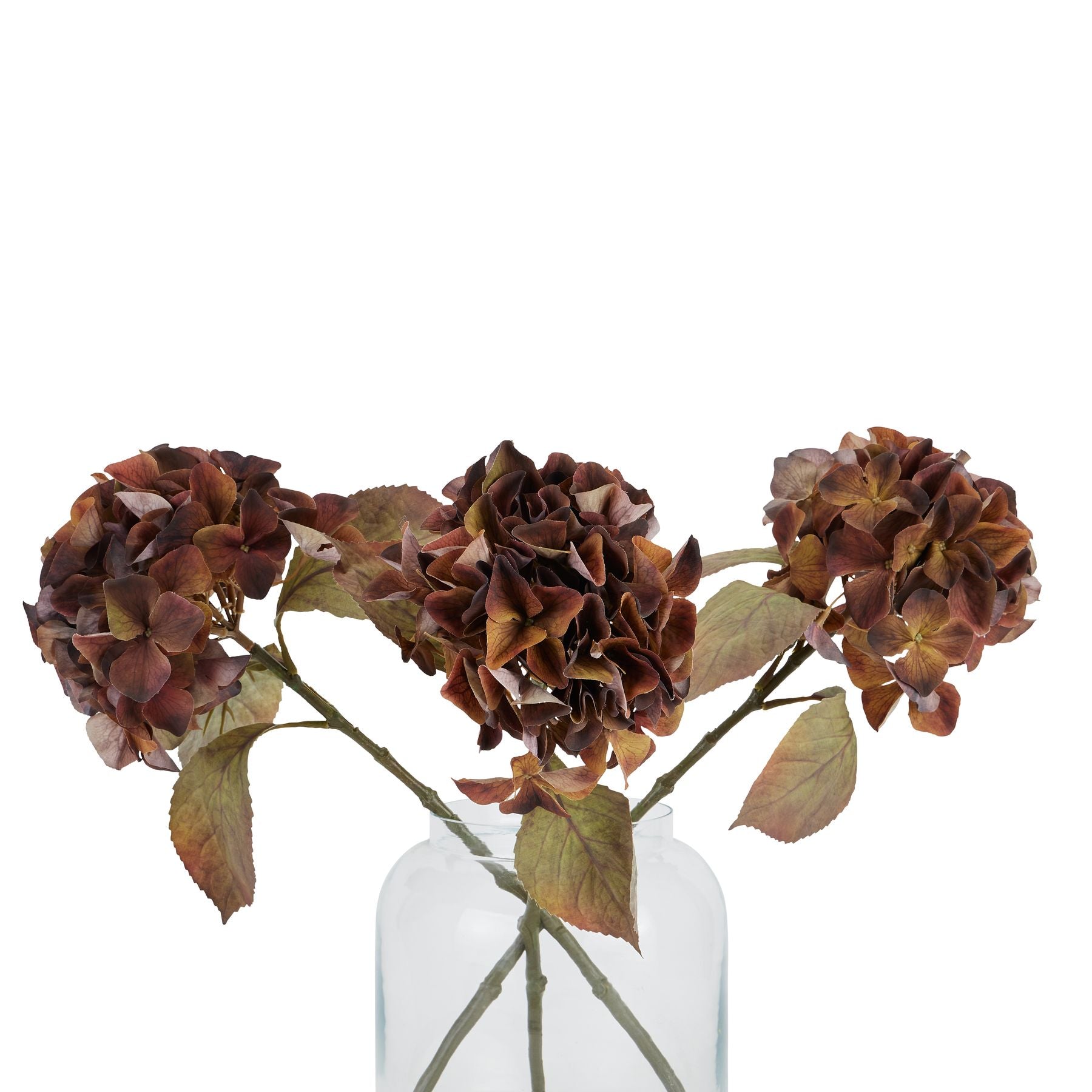 Artificial brown hydrangea flowers in a clear glass vase on a white background