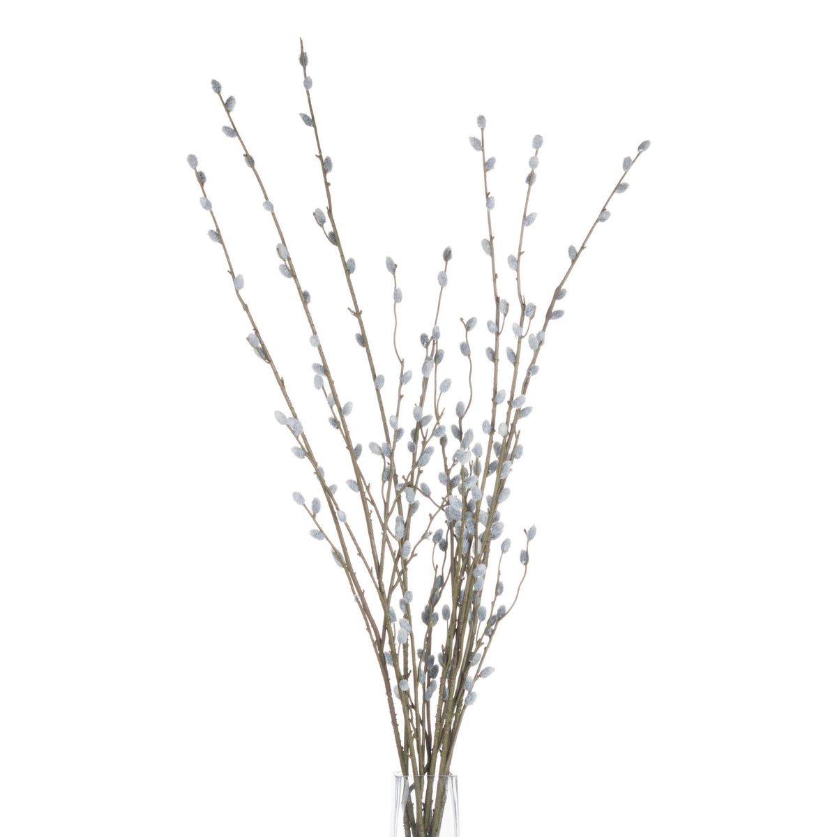 Decorative willow branch with small white buds on a white background