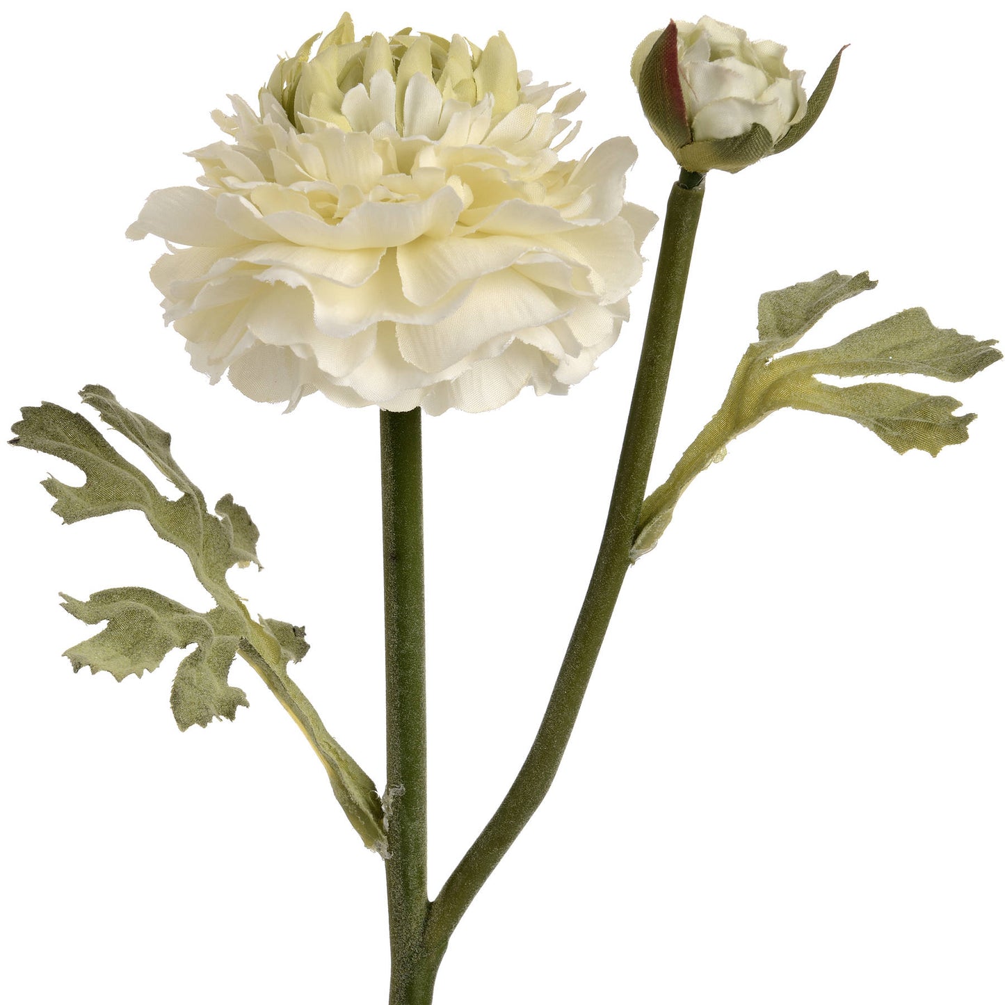White flower with green leaves on a white background