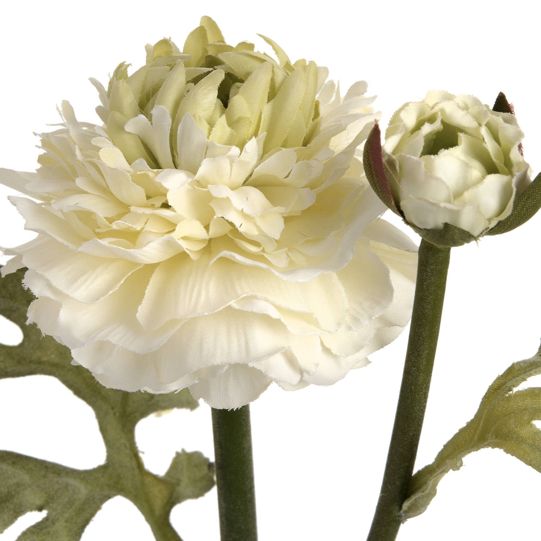 White ranunculus with a bud on a white background