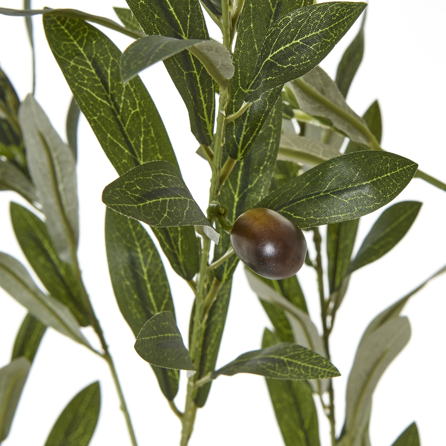 Apulia Olive Tree In White Pot 180Cm image 2