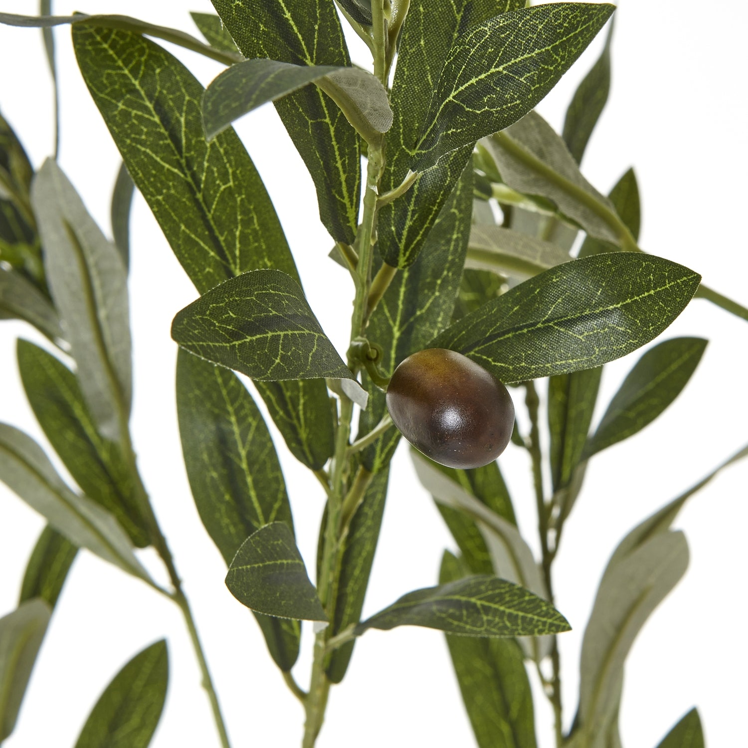 Apulia Olive Tree In White Pot 180Cm image 2