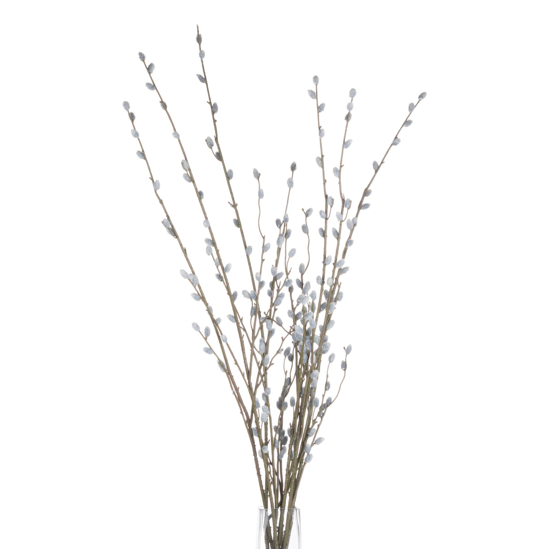 Pussy Willow Branch image 3