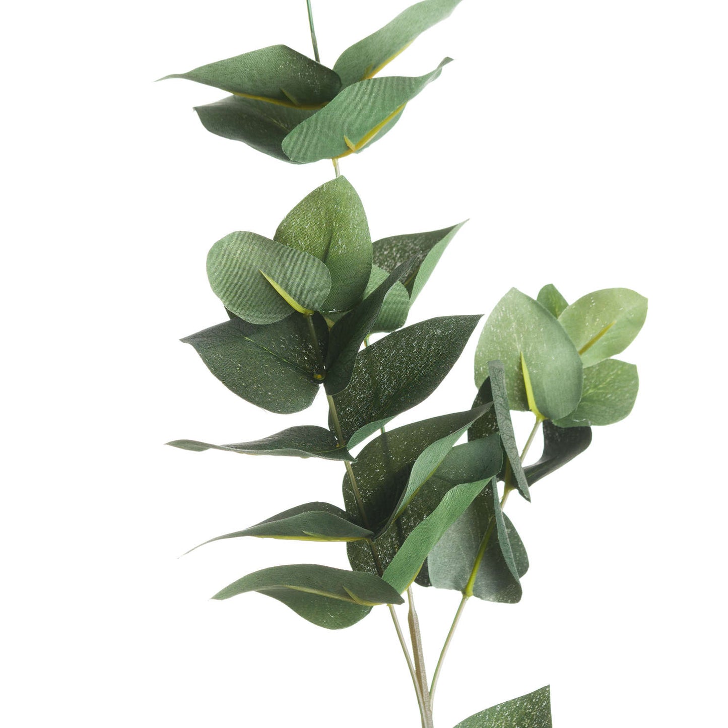 Eucalyptus Filler image 1