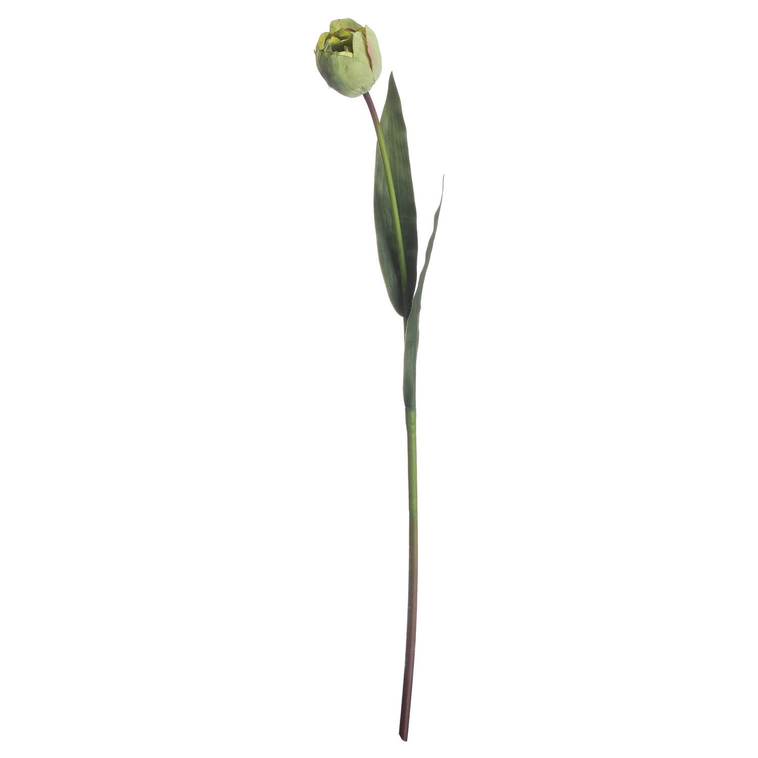 Green Tulip image 3