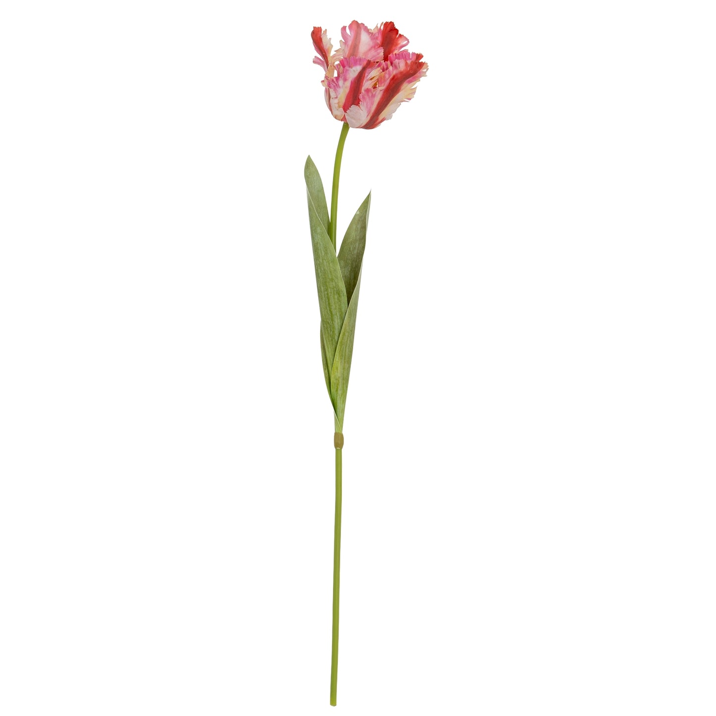Multi Pink Parrot Tulip image 1