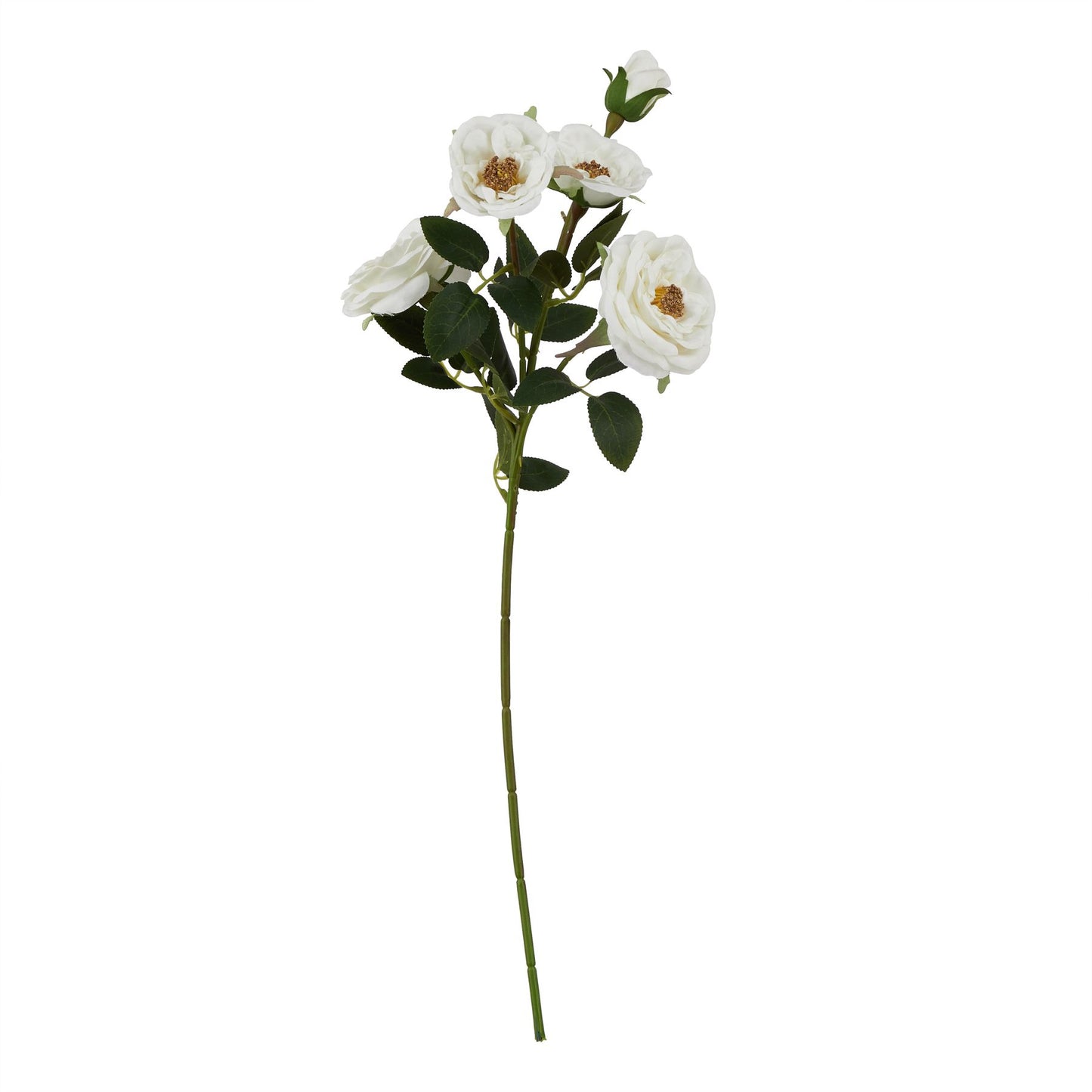 The Natural Garden Collection White Hedge Rose Stem image 0