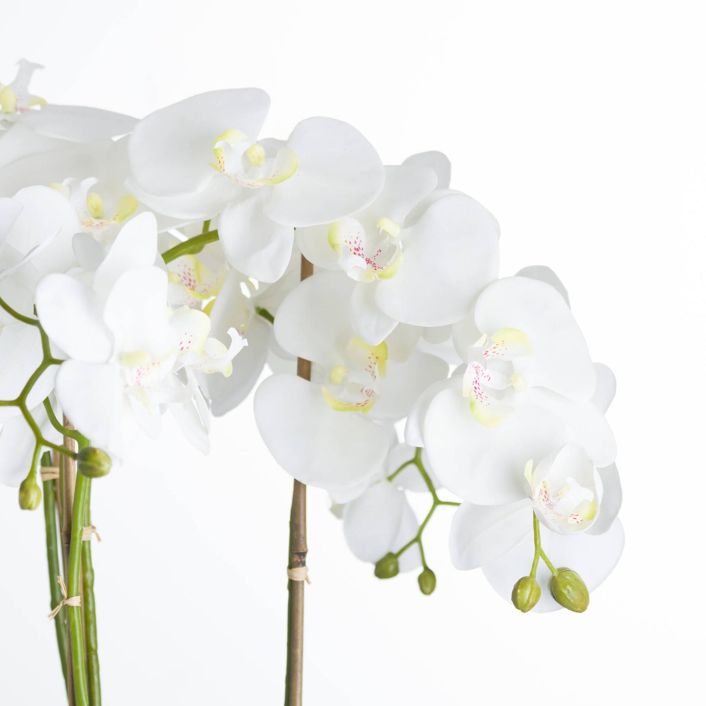 Large White Orchid In Stone Pot image 2