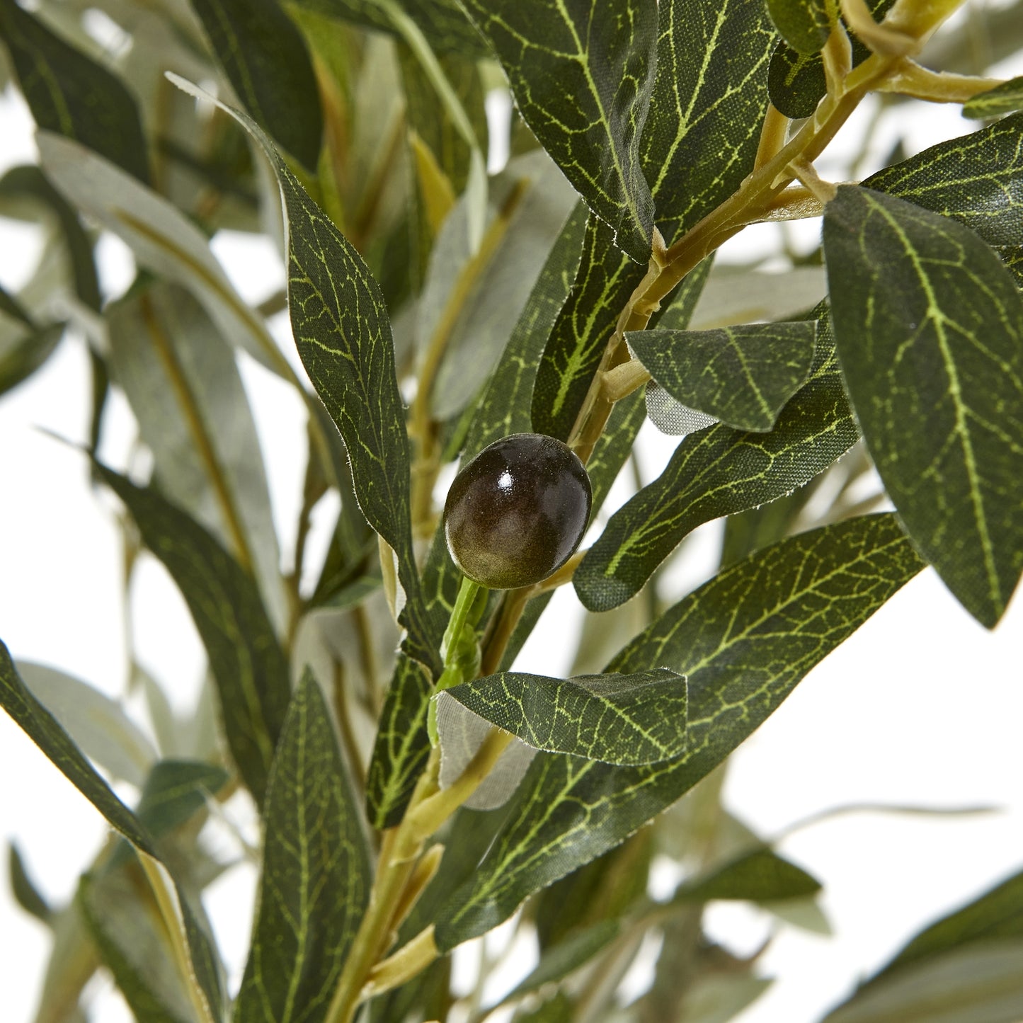 Apulia Olive Tree In White Pot 210Cm image 1