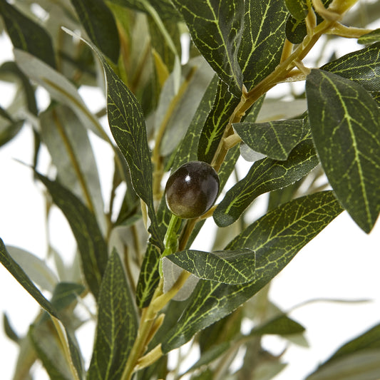 Apulia Olive Tree In White Pot 210Cm image 1
