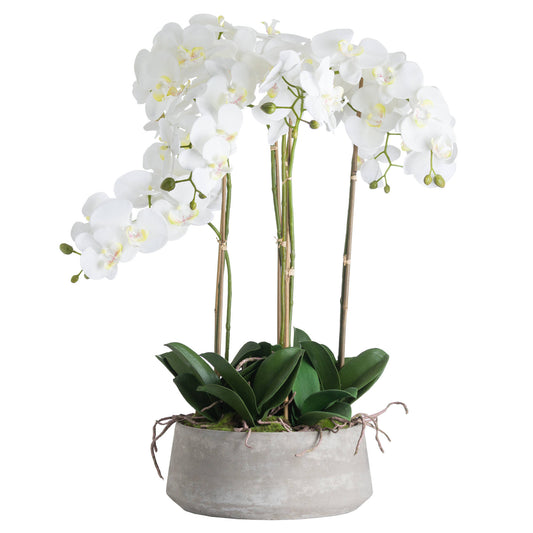 Large White Orchid In Stone Pot image 1