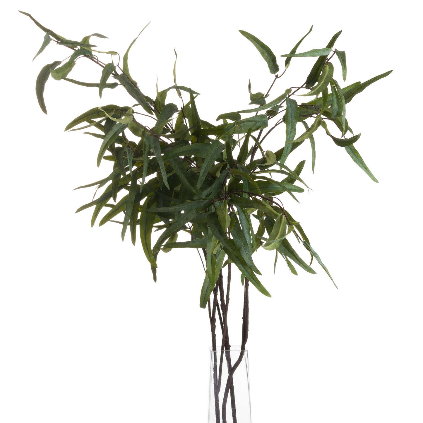 Eucalyptus Nicholii Spray image 2