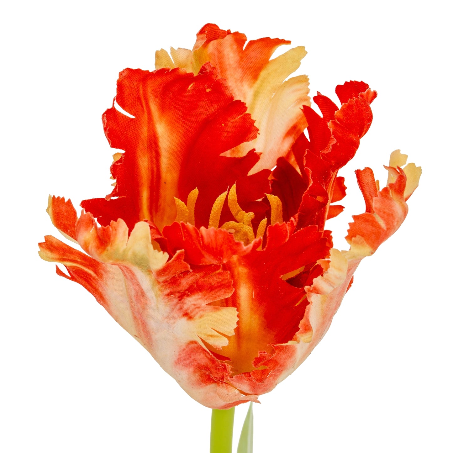Flame Orange Parrot Tulip image 2