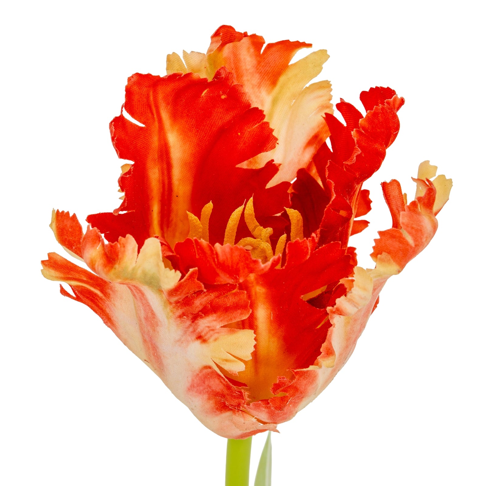 Flame Orange Parrot Tulip image 2