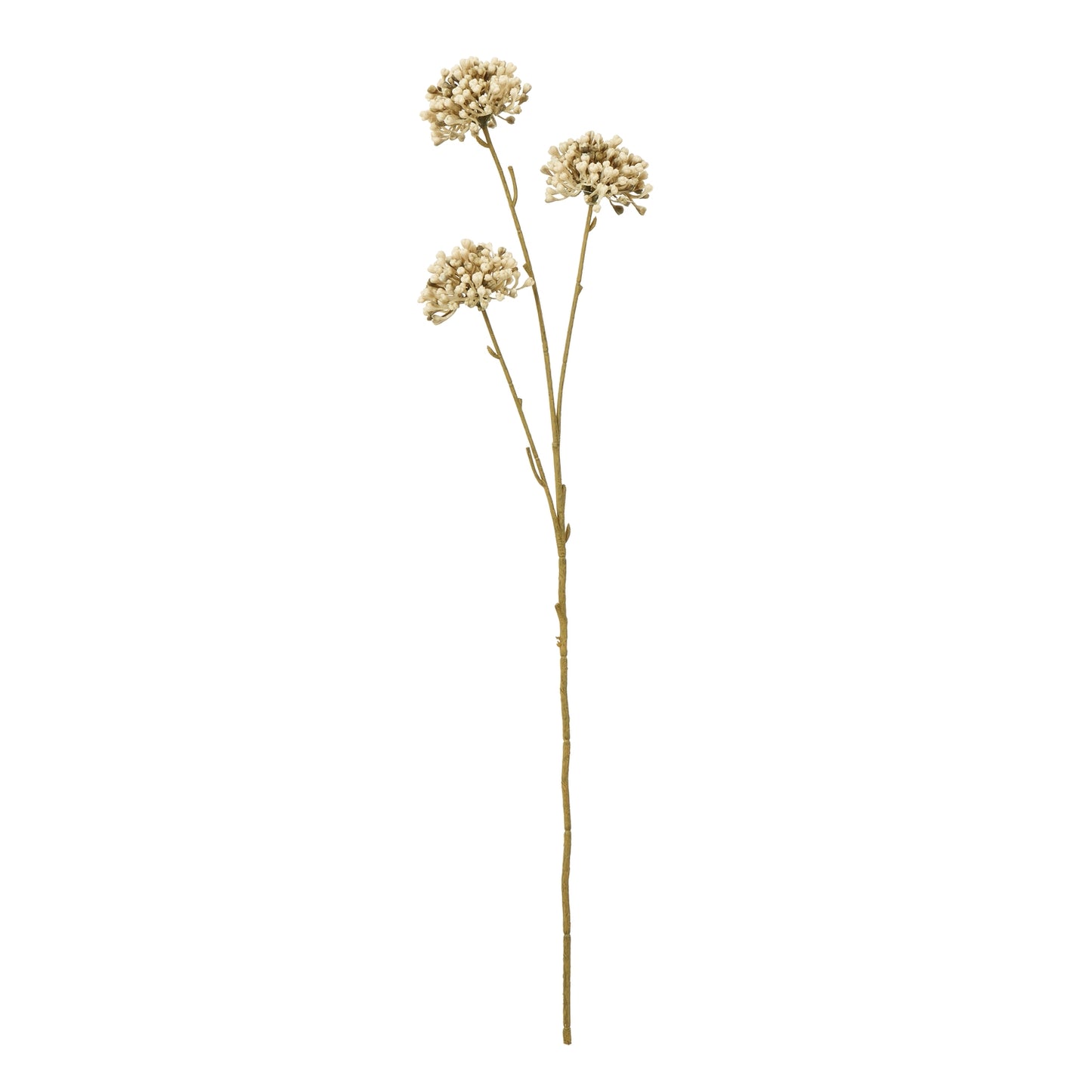 Brown Allium Spray image 0
