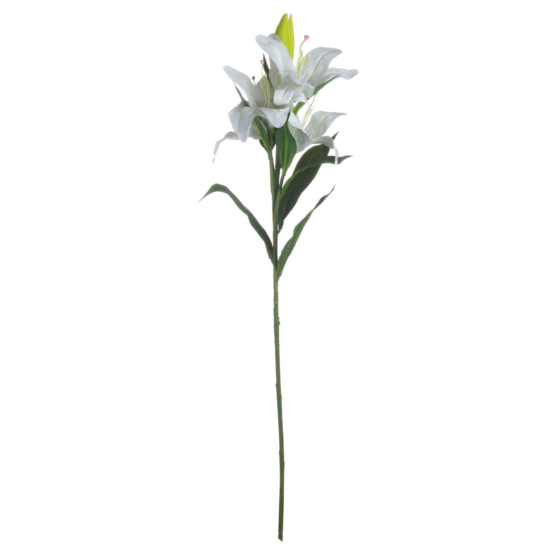 White Lily image 3