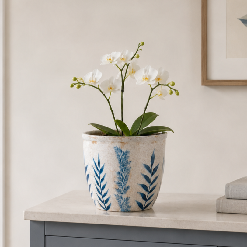 A potted white orchid with green leaves and white flowers sits on a light stone surface against a warm beige wall, with part of a framed print and stacked books visible.
