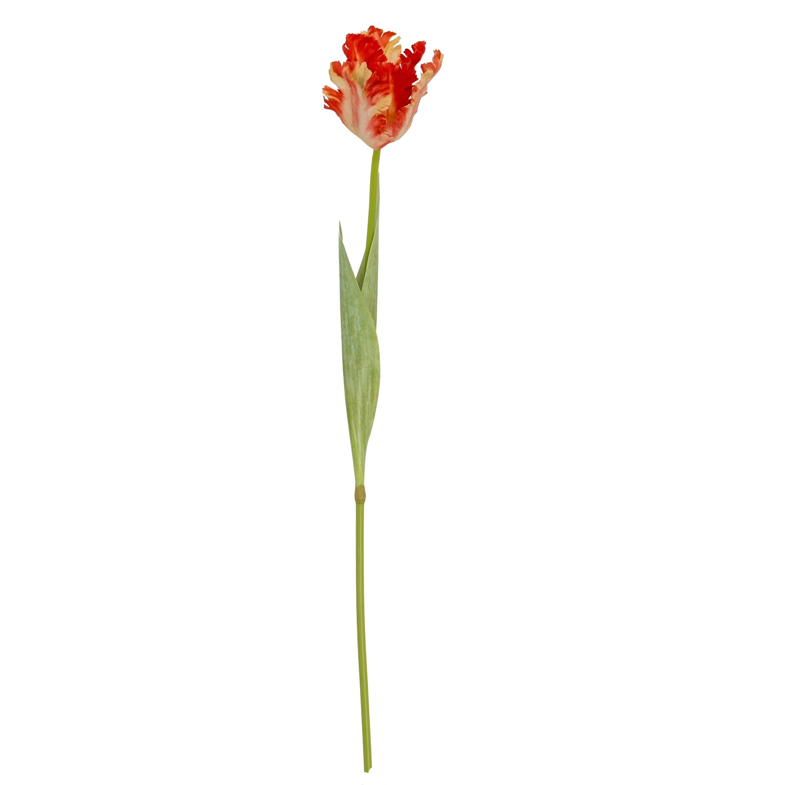 Flame Orange Parrot Tulip image 1