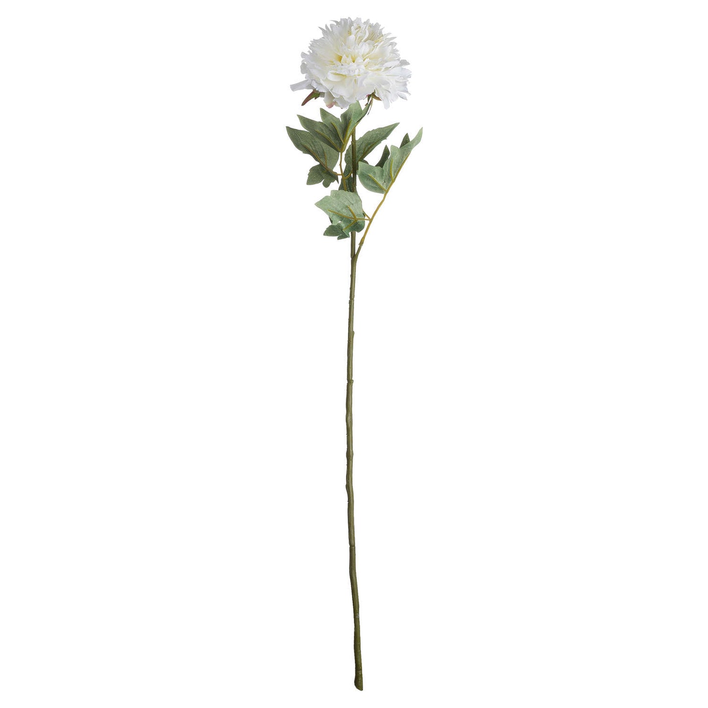 Classic White Peony image 2