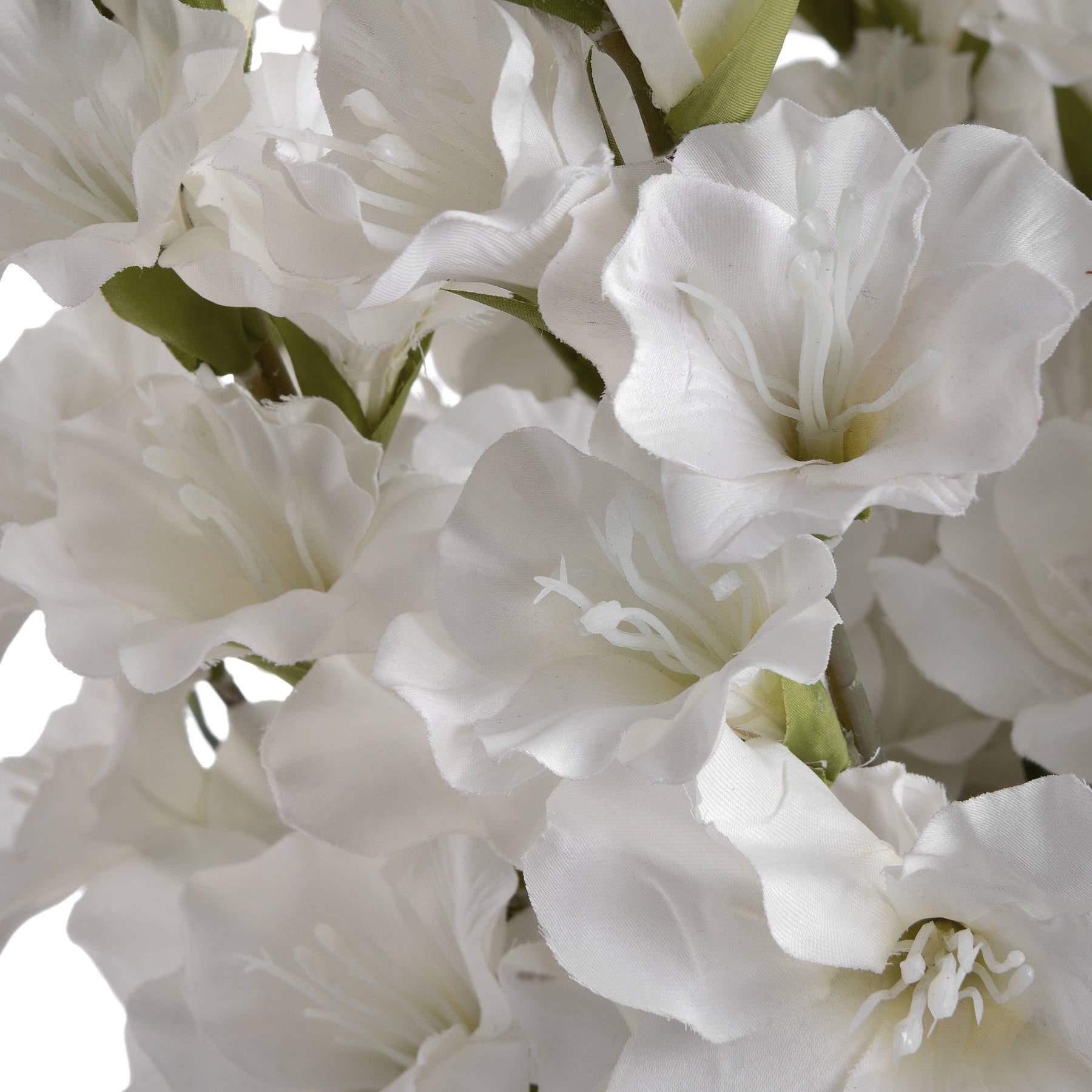 White Gladioli image 4