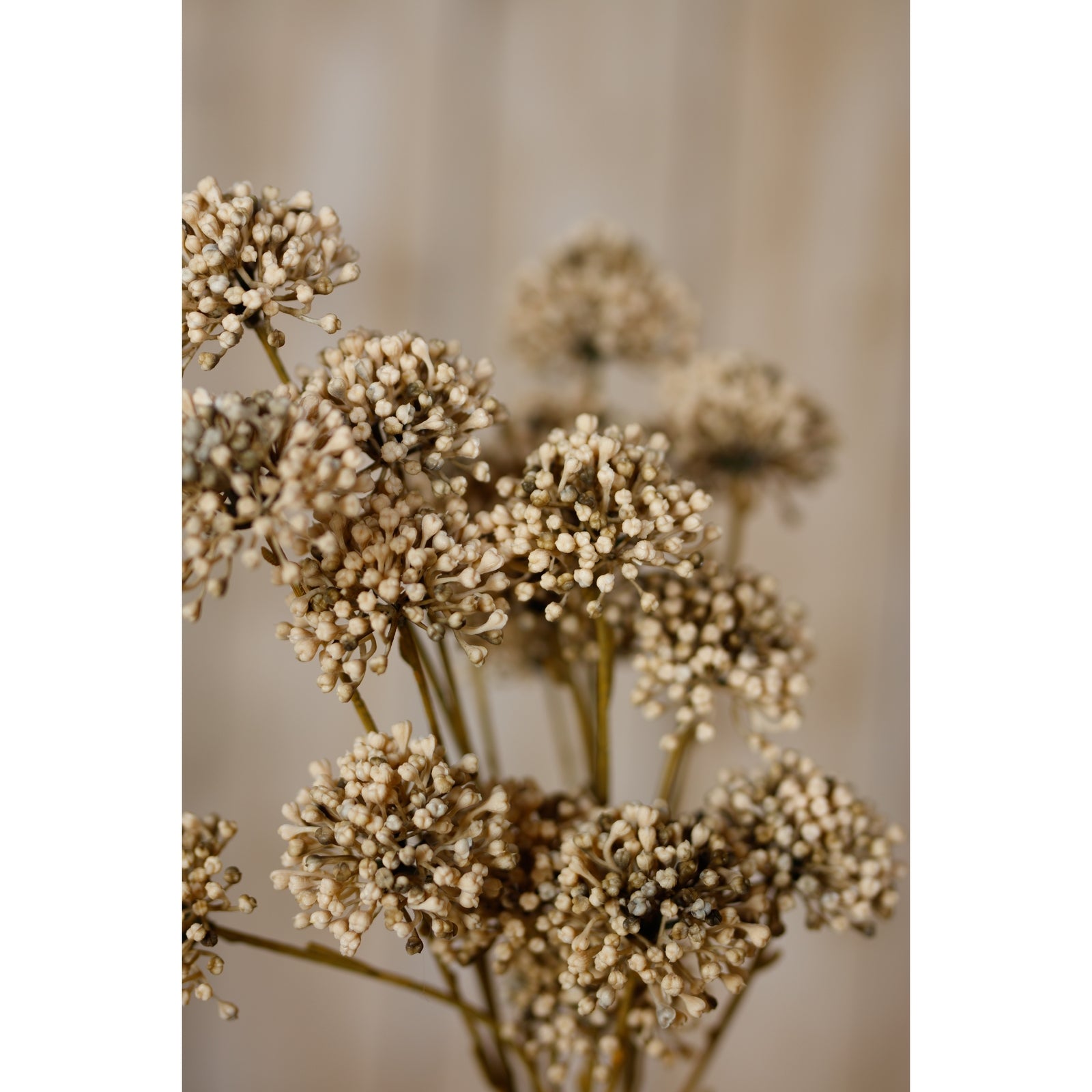 Brown Allium Spray image 4
