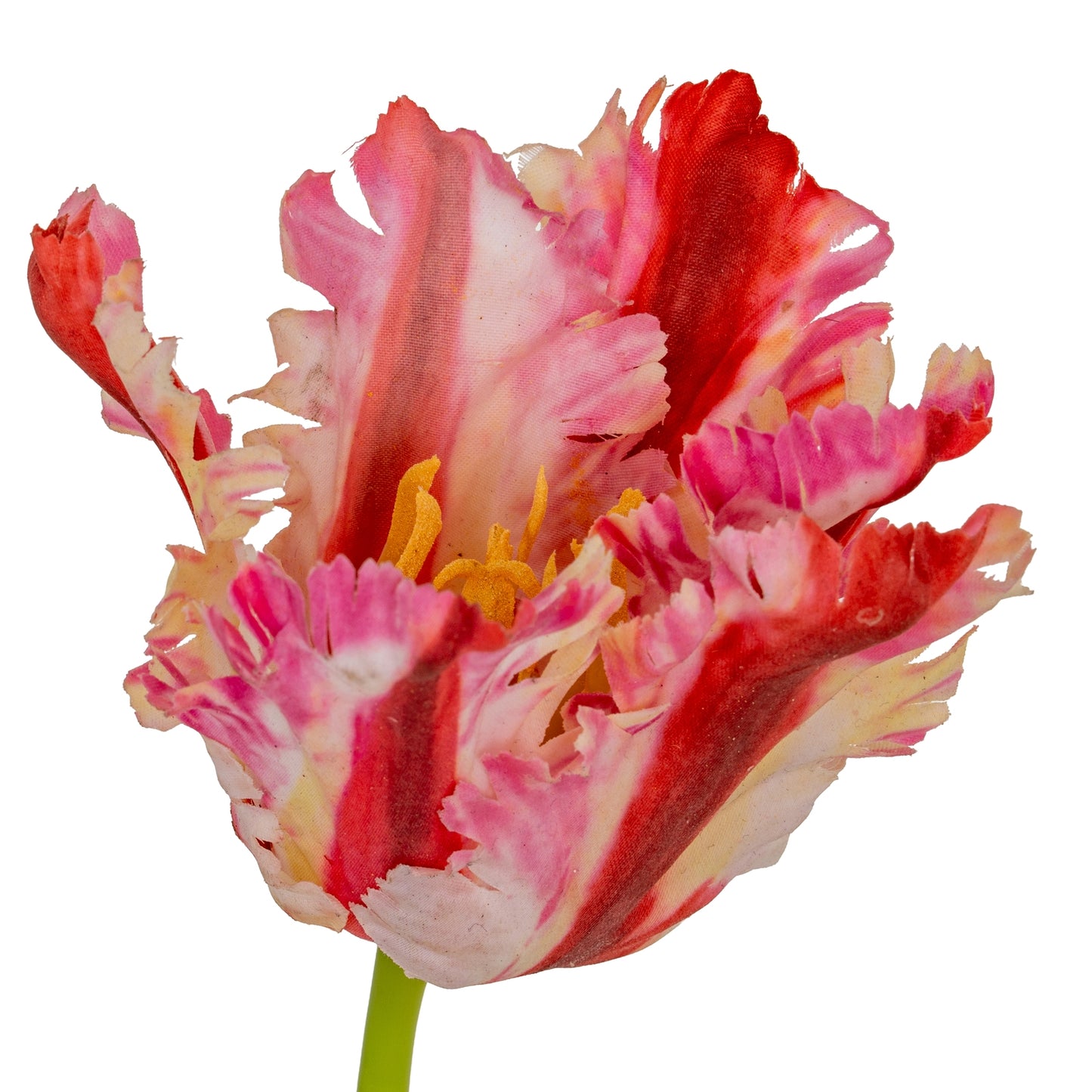 Multi Pink Parrot Tulip image 2