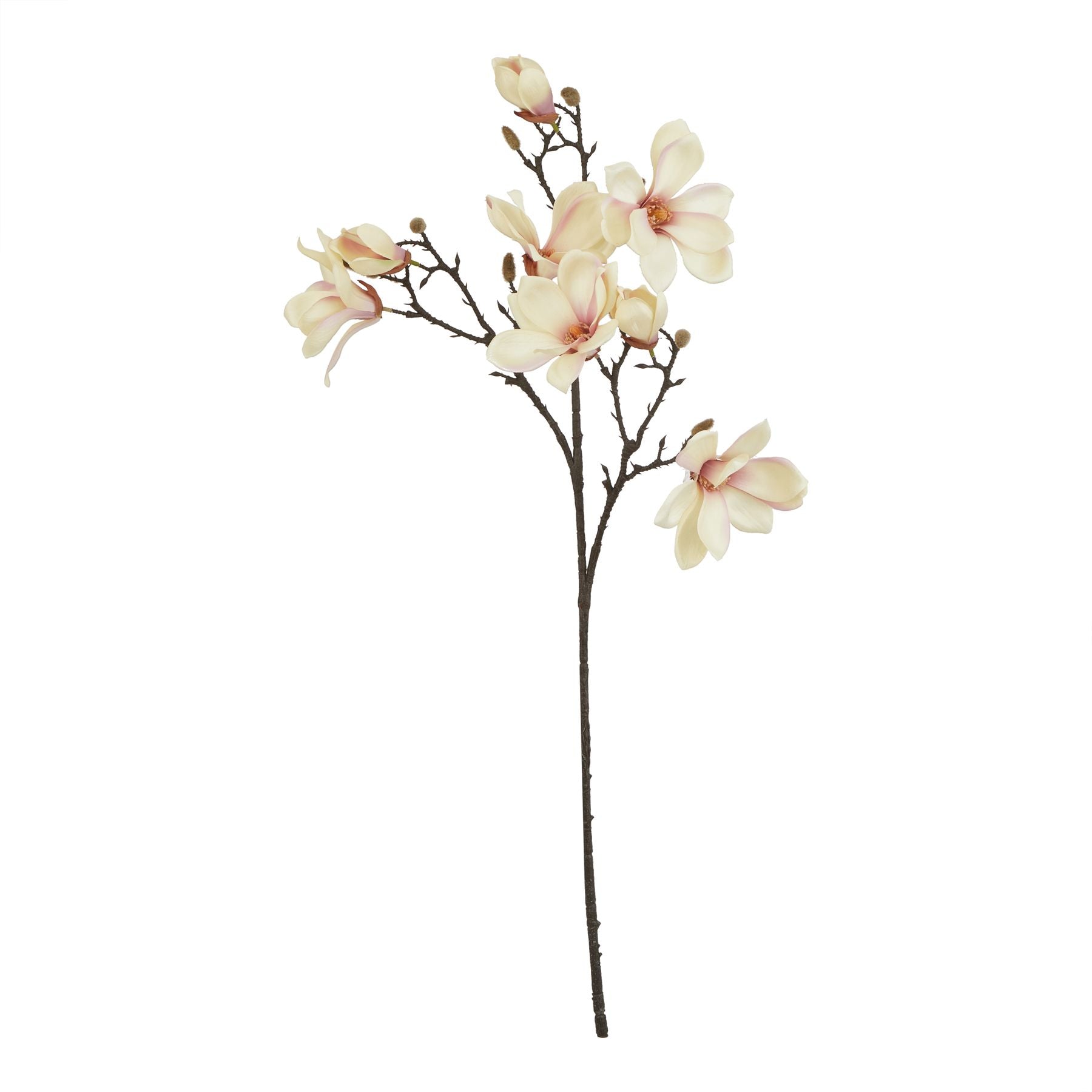 The Natural Garden Collection Pale Apricot Magnolia Stem image 0