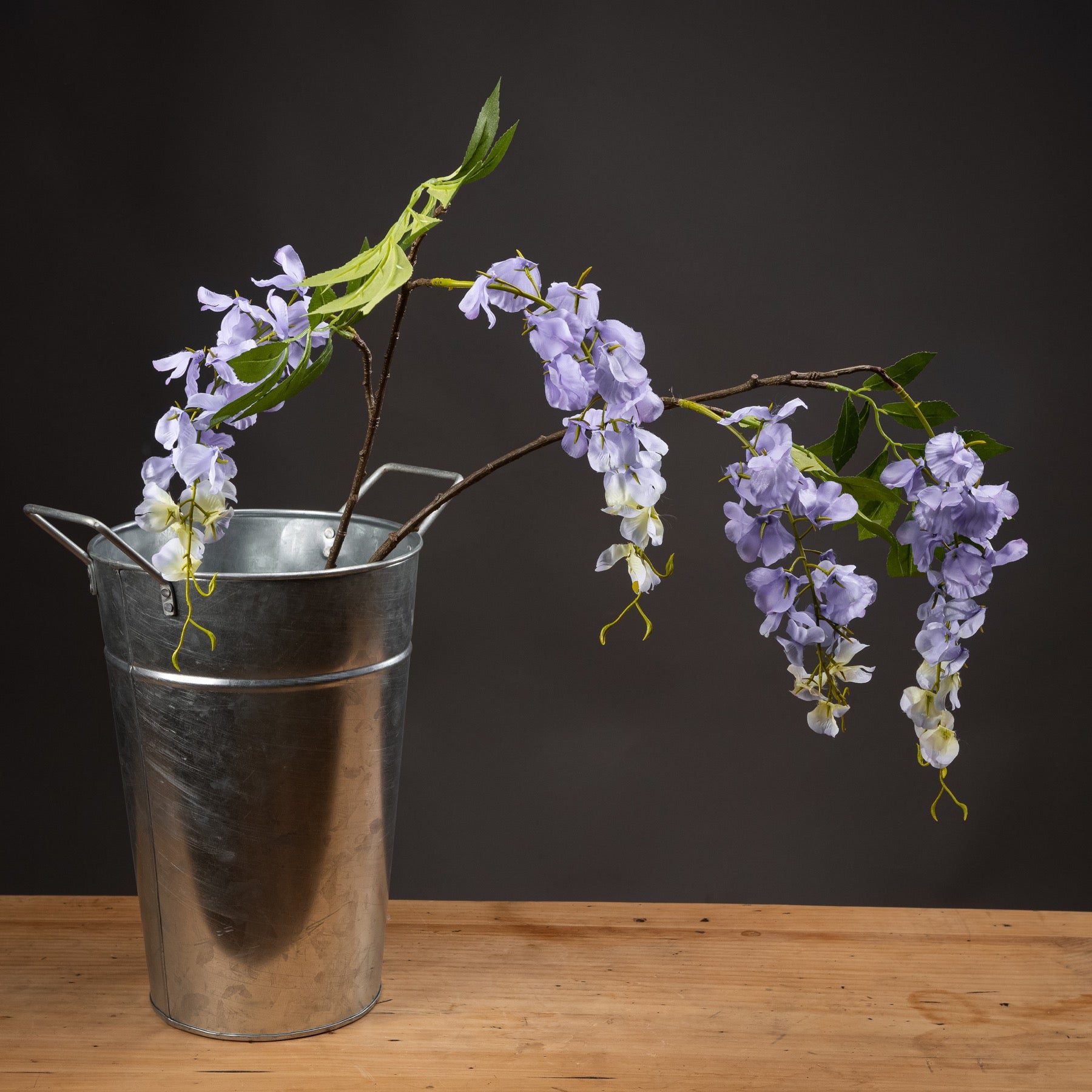 Lilac Wisteria image 0
