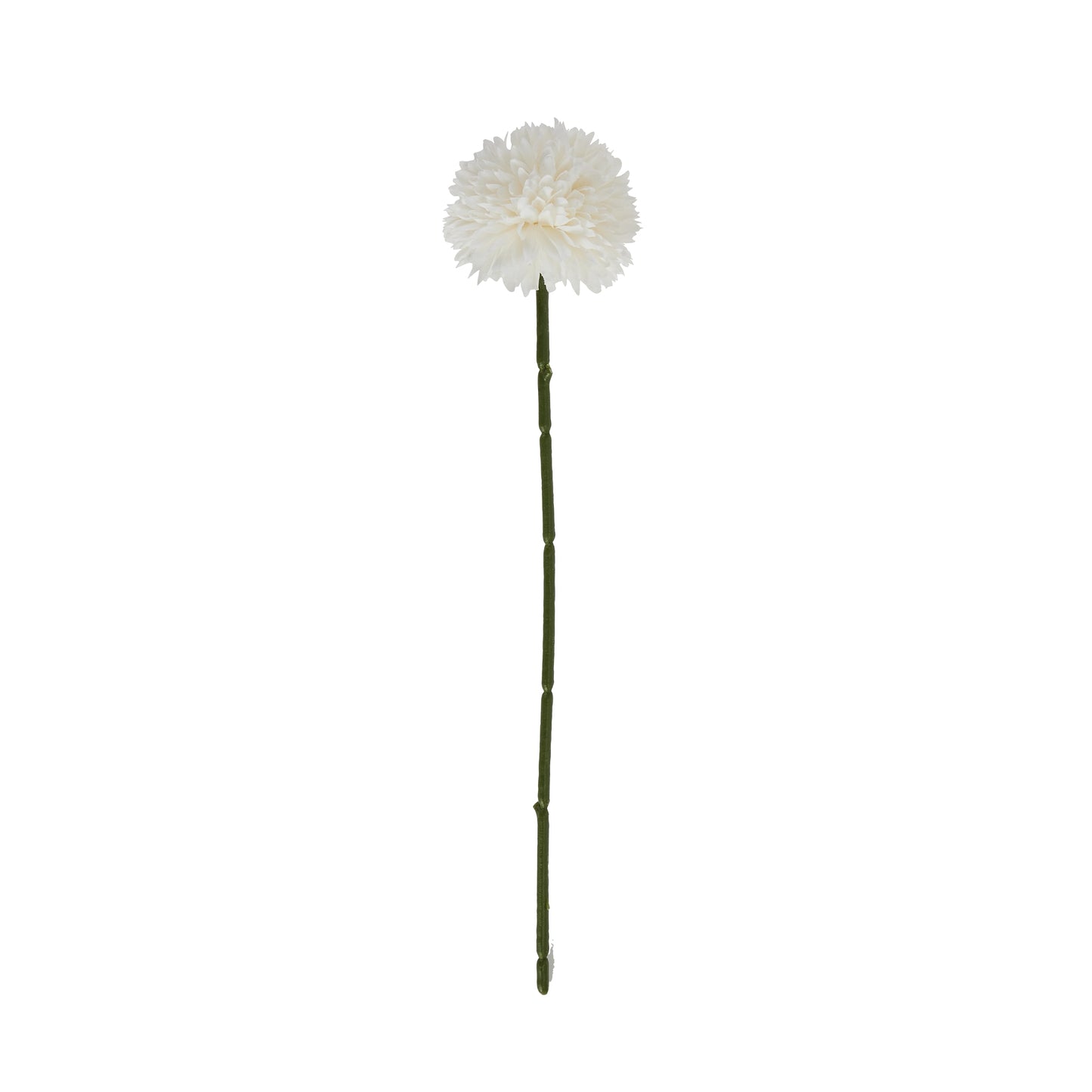 White Short Chrysanthemum image 2