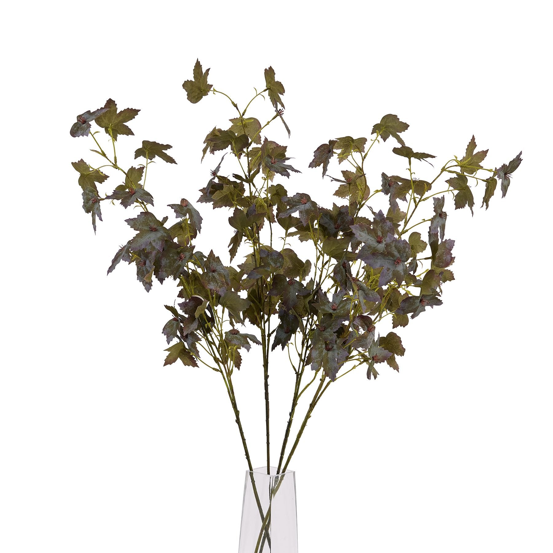 Variegated Maple Leaf image 4