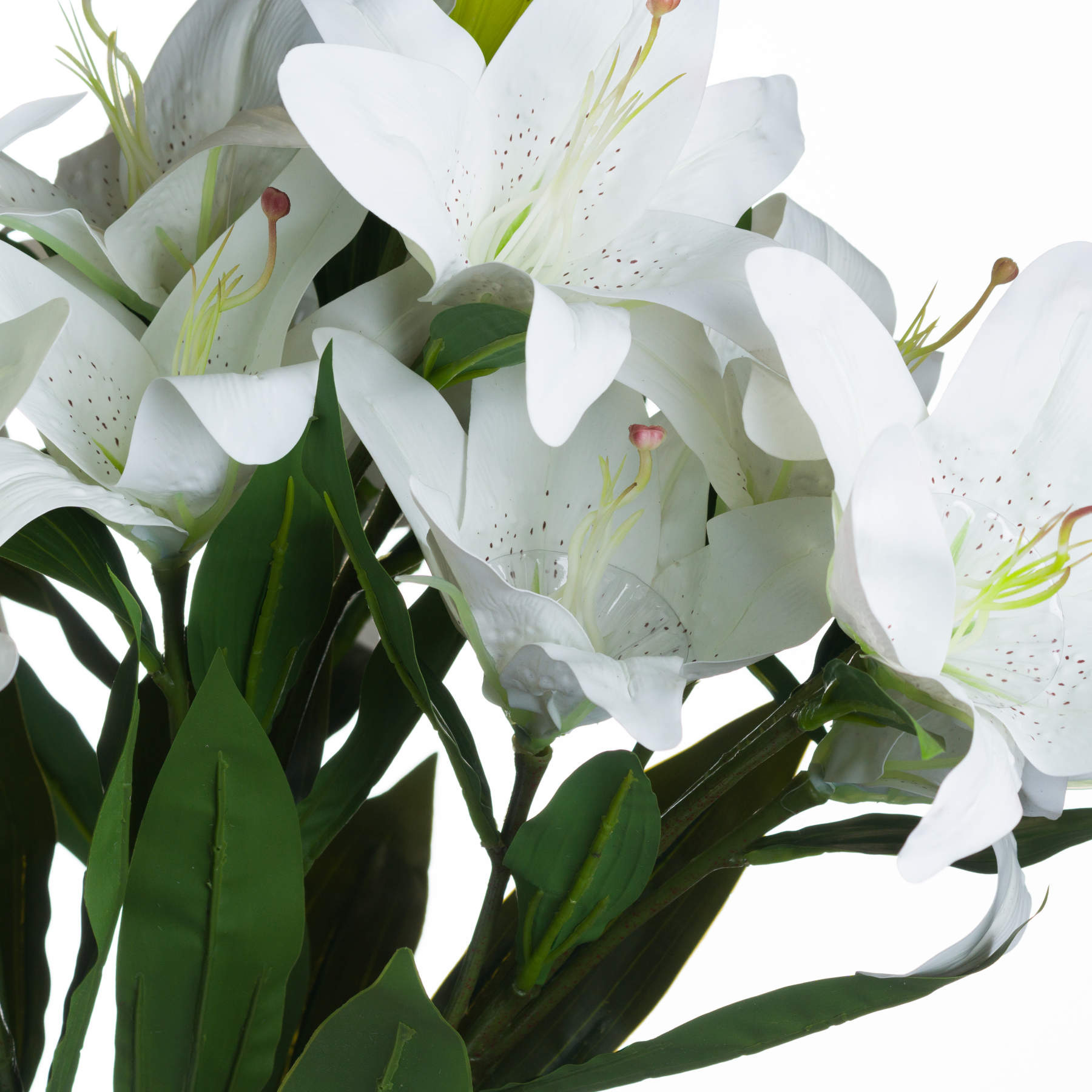 White Lily image 4