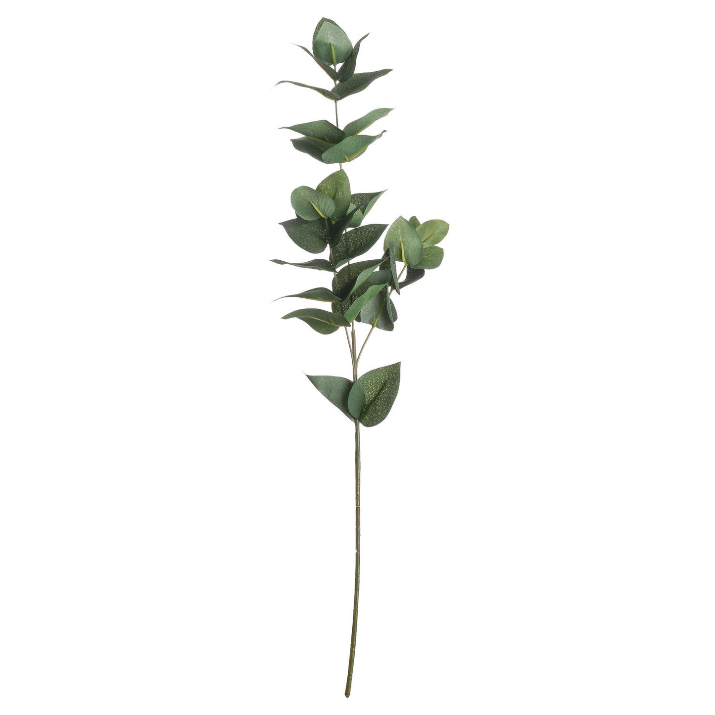 Eucalyptus Filler image 0